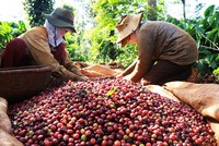 Công bố đề án trồng trọt giảm phát thải giai đoạn 2025-2030, tầm nhìn đến năm 2050