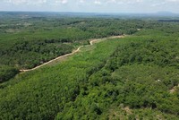 Tỉnh Gia Lai có nhiều diện tích cây cao su còi cọc, kém phát triển đang chờ được chuyển đổi. Ảnh: T.T