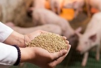 Xuất khẩu thức ăn gia súc bật tăng mạnh, thu về hơn 1 tỷ USD. 