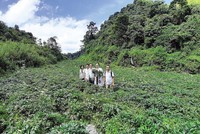 “Cây vàng” đã hồi sinh rừng núi Bắc Hà 