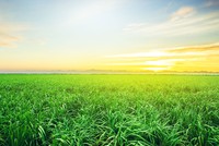 AgriS: kiên định xây dựng một hình mẫu về doanh nghiệp phát triển bền vững