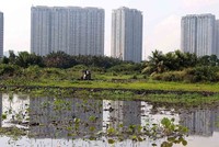 Giá đất nông nghiệp ở khu vực TP.HCM dự kiến tăng cao nhất gần 78%. Ảnh: Lê Toàn.