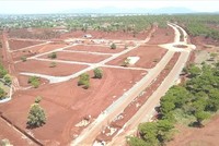 Nhiều rừng thông trong khu vực Dự án Sân golf Đak Đoa đã được di thực, đốn hạ để triển khai. Ảnh: Thanh Tuấn. 