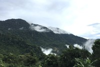 Quảng Ngãi tháo gỡ vướng mắc dự án trồng dược liệu 200 tỷ đồng 