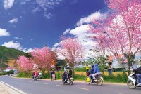 Tết Nguyên đán là thời điểm Đà Lạt bước vào mùa hoa anh đào rực rỡ. 