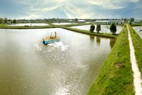 Vùng nuôi tại tỉnh Bến Tre  của HVG