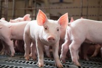 Nông Súc sản Đồng Nai (NSS) trả cổ tức đợt 2/2021 bằng tiền, tỷ lệ 82,96%