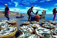 Trisedco (DAT) phát hành hơn 9,2 triệu cổ phiếu trả cổ tức năm 2019 và 2020, tỷ lệ 20%