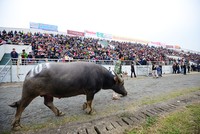 Người dân nô nức đi xem chọi trâu ngày đầu năm mới