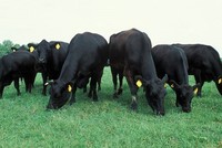 HNG phát hành 59 triệu cổ phiếu cho Cường Thịnh và An Thịnh