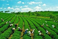 Nông nghiệp xanh Hưng Việt chào sàn HNX