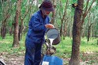 Năm 2013, PHR ước đạt 128% kế hoạch lợi nhuận