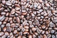 Các DN kinh doanh cà phê trên địa bàn tỉnh Đắk Lắk vừa thoát nguy cơ phá sản