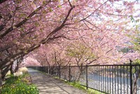 Lễ hội hoa anh đào tại Nhật Bản