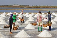 Phân giao hạn ngạch nhập khẩu muối