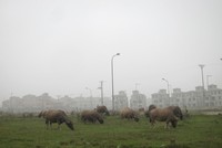 Dự án Nam An Khánh, không chỉ là “con gà đẻ trứng vàng” của Sudico, mà nó còn giúp nhiều nông dân trong vùng trở thành... triệu phú nhờ nuôi trâu bò trên phần lớn diện tích bỏ hoang của Dự án