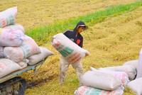 Hạ lãi suất người nông dân phải làm gì?