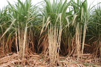 Lối ra cho mía đường vẫn bế tắc