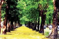 Ông đại úy đi buôn