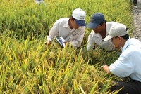 Năm 2014, NSC đặt mục tiêu trả cổ tức 30% bằng tiền