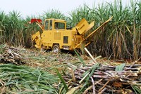 LSS đặt mục tiêu tăng 5,4% lợi nhuận sau thuế