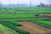 “Ngổn ngang” Dự thảo Nghị định hướng dẫn Luật Đất đai 2013