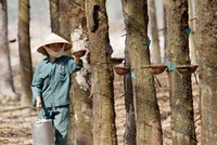 Giá giảm mạnh, doanh nghiệp cao su lao đao