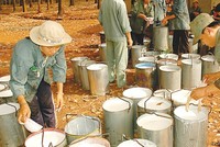 Tháng 5, DPR ước đạt 13 tỷ đồng lợi nhuận