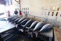 Cá ngừ là mặt hàng xuất khẩu chủ lực của Việt Nam sang Ba Lan