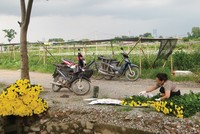 Quận Bắc Từ Liêm giống như một “người em nghèo”, không có vàng bạc, châu báu, ngoài những thửa vườn, ruộng để canh tác trồng hoa khi được chia tách