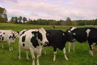 FCV khởi công xây dựng vùng chăn nuôi bò sữa bền vững