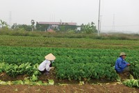 Mê Linh là địa bàn có nhiều dự án hoang của Hà Nội, trong đó, có nhiều chủ đầu tư, cơ quan chức năng không thể liên hệ được