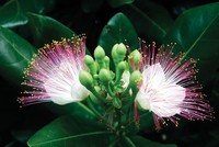 Sức sống bàng vuông…