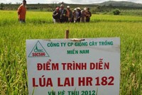 NSC sẽ tăng tỷ lệ cổ phần tại SSC