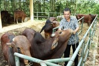 Hỗ trợ giống bò lai sind chất lượng cao cho nông dân. (Ảnh: Hồ Cầu/TTXVN)