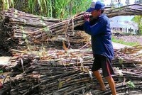Người nông dân đang có thêm mùa mía đắng khi giá mía, giá đường liên tục giảm