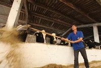 Nhiều nông dân nuôi bò đang điêu đứng vì doanh nghiệp giảm thu mua sữa tươi. Ảnh: Đức Thanh