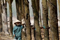 Thanh tra tại VRG, số tiền bị kết luận sai phạm lên tới 8.366 tỷ đồng