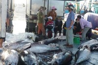 Thu mua cá ngừ đại dương tại cảng cá Quy Nhơn (Bình Định)