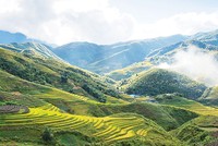 Thung lũng Mường Khương nở đầy hoa dại, thơm ngát, báo hiệu mùa Xuân đã về với vùng đất Tây Bắc