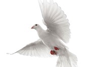 Khoảng trời tự do nào cho doanh nhân?