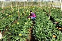 Một mô hình trồng hoa ở Đà Lạt (Lâm Đồng)