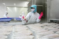 Ước tính, tổng giá trị xuất khẩu thủy sản quý I/2015 đạt 1,27 tỷ USD, giảm 23%