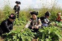 Đồng bào dân tộc thu hái cây dược liệu (Ảnh minh hoạ)