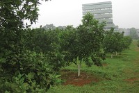 Đầu tư ngoài ngành của LSS là cây ăn quả