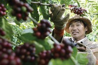 Chương trình tín dụng tái canh cây cà phê với số tiền dự kiến 12.000 tỷ đồng sẽ được triển khai quyết liệt từ nay đến năm 2020
Ảnh: Hoài nam