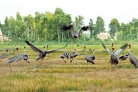 Sếu đầu đỏ thường bay về Vườn quốc gia Tràm Chim tránh rét