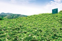 TRA - “Cất cánh” bằng hệ thống phân phối dược phẩm hiện đại