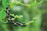 Chuyện bên… dậu mùng tơi!