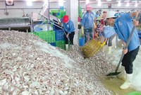 Doanh nghiệp chế biến thủy sản tại Thanh Hóa ‘đói’ nguyên liệu